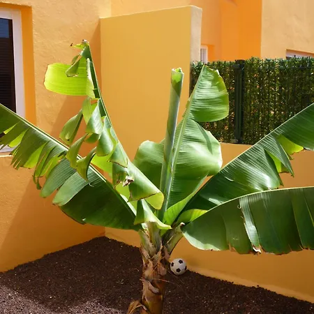 Casa Delfines קורלחו
