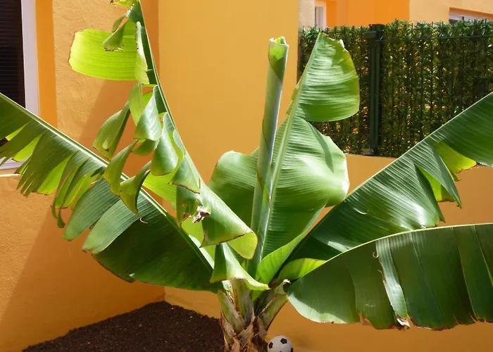 Casa Delfines Corralejo